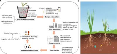 Metabolomics of plant root exudates: From sample preparation to data analysis